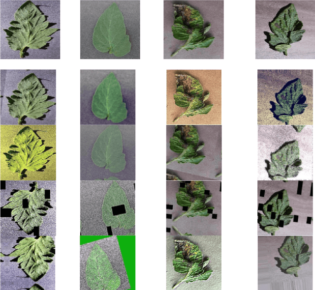 Figure 2 for Image augmentation improves few-shot classification performance in plant disease recognition