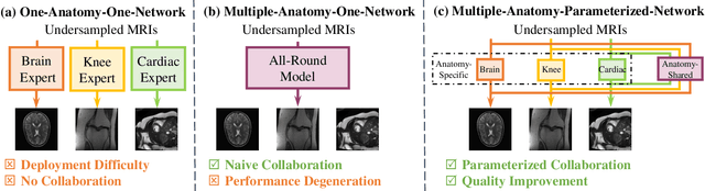 Figure 1 for Seeking Common Ground While Reserving Differences: Multiple Anatomy Collaborative Framework for Undersampled MRI Reconstruction