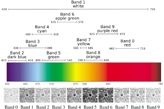 Figure 1 for Multispectral Spatial Characterization: Application to Mitosis Detection in Breast Cancer Histopathology