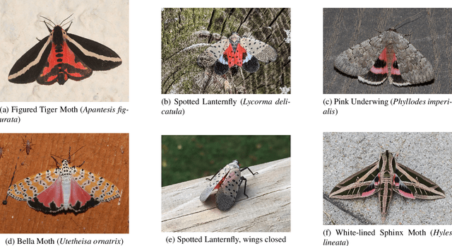 Figure 1 for LANTERN-RD: Enabling Deep Learning for Mitigation of the Invasive Spotted Lanternfly