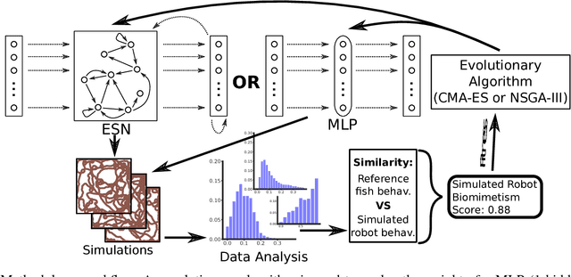 Figure 1 for Evolutionary optimisation of neural network models for fish collective behaviours in mixed groups of robots and zebrafish