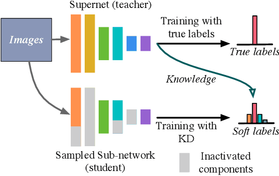 Figure 1 for AlphaNet: Improved Training of Supernet with Alpha-Divergence