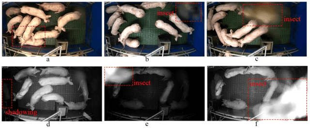 Figure 1 for Automatic individual pig detection and tracking in surveillance videos