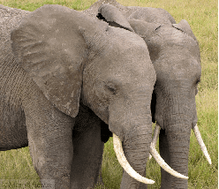 Figure 2 for Understanding Image and Text Simultaneously: a Dual Vision-Language Machine Comprehension Task