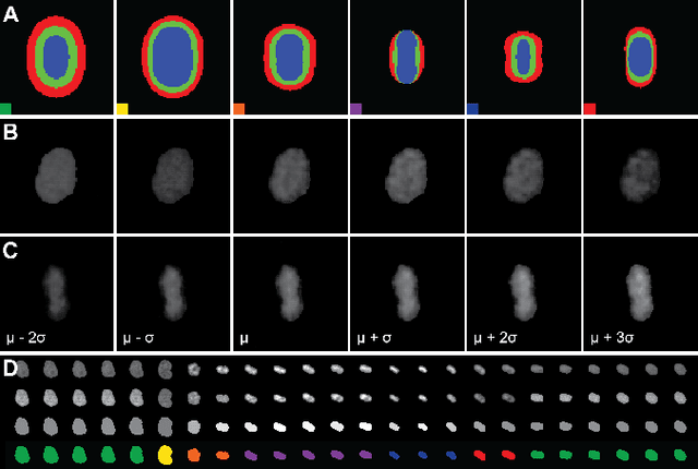 Figure 2 for CellCycleGAN: Spatiotemporal Microscopy Image Synthesis of Cell Populations using Statistical Shape Models and Conditional GANs