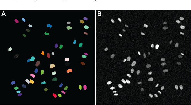 Figure 3 for CellCycleGAN: Spatiotemporal Microscopy Image Synthesis of Cell Populations using Statistical Shape Models and Conditional GANs
