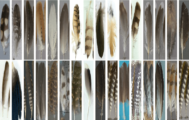 Figure 1 for Feathers dataset for Fine-Grained Visual Categorization