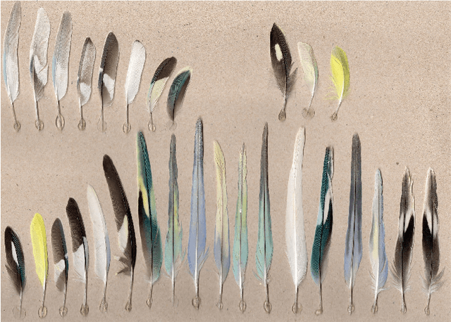 Figure 2 for Feathers dataset for Fine-Grained Visual Categorization