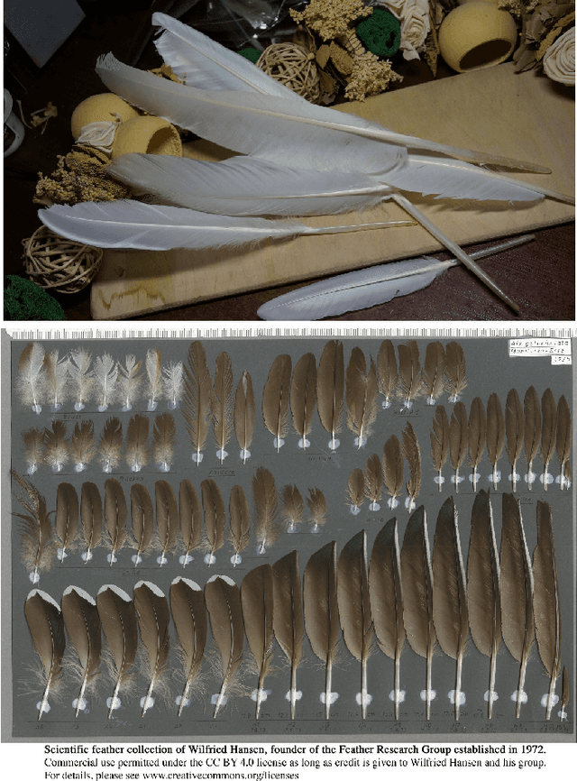 Figure 4 for Feathers dataset for Fine-Grained Visual Categorization