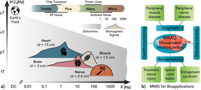 Figure 3 for Modelling and Analysis of Magnetic Fields from Skeletal Muscle for Valuable Physiological Measurements