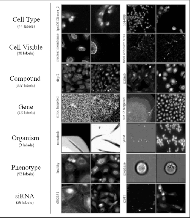 Figure 2 for CytoImageNet: A large-scale pretraining dataset for bioimage transfer learning
