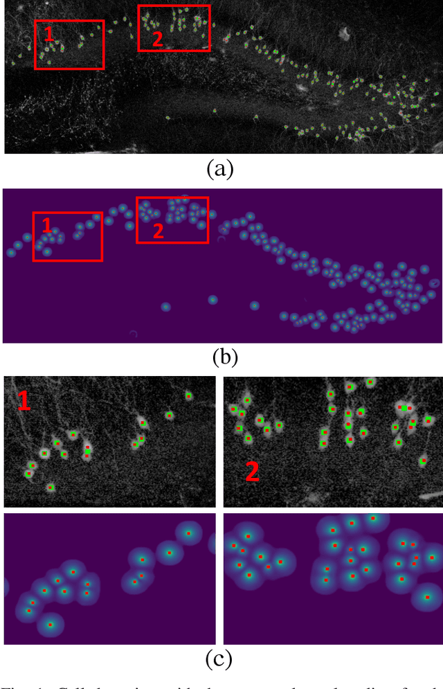 Figure 1 for Enhanced Center Coding for Cell Detection with Convolutional Neural Networks
