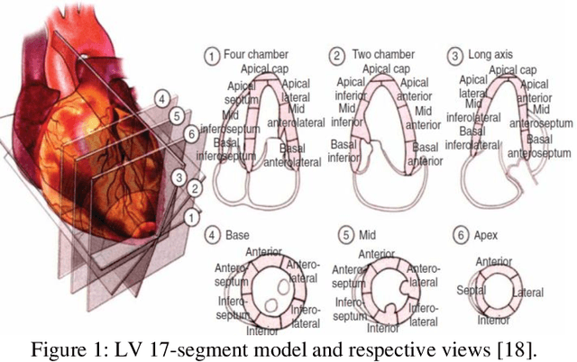 Figure 1 for Left Ventricular Wall Motion Estimation by Active Polynomials for Acute Myocardial Infarction Detection