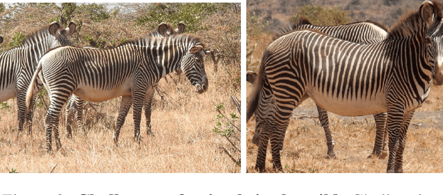 Figure 2 for Three-D Safari: Learning to Estimate Zebra Pose, Shape, and Texture from Images "In the Wild"