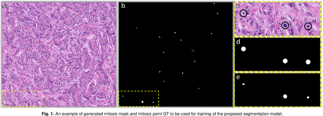 Figure 1 for Stain-Robust Mitotic Figure Detection for MIDOG 2022 Challenge