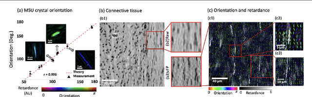 Figure 3 for Quantitative Jones matrix imaging using vectorial Fourier ptychography