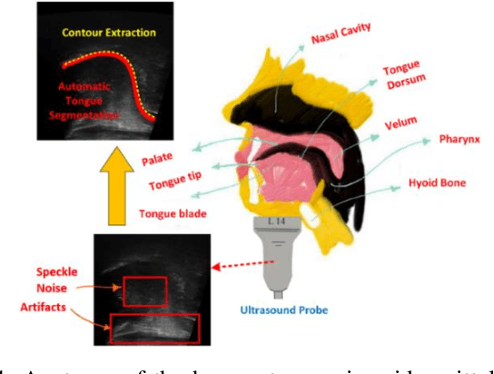Figure 1 for IrisNet: Deep Learning for Automatic and Real-time Tongue Contour Tracking in Ultrasound Video Data using Peripheral Vision