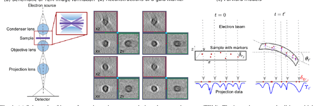 Figure 1 for SparseAlign: A Super-Resolution Algorithm for Automatic Marker Localization and Deformation Estimation in Cryo-Electron Tomography