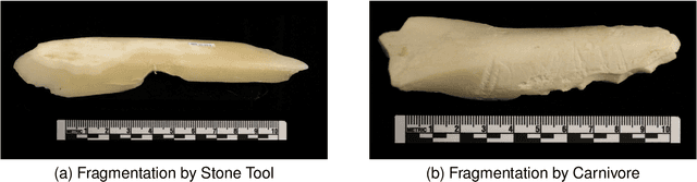 Figure 1 for Use and Misuse of Machine Learning in Anthropology