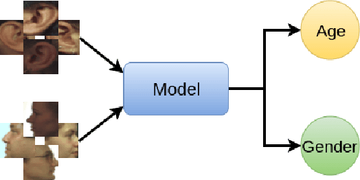 Figure 1 for Multimodal Age and Gender Classification Using Ear and Profile Face Images