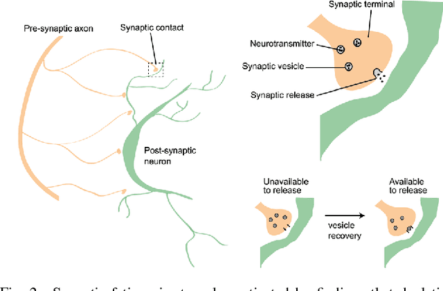 Figure 2 for Fatiguing STDP: Learning from Spike-Timing Codes in the Presence of Rate Codes