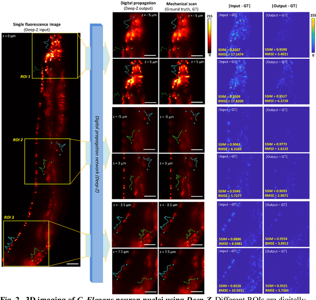 Figure 2 for Three-dimensional propagation and time-reversal of fluorescence images