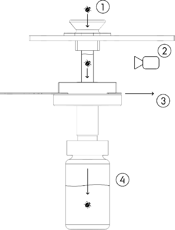 Figure 3 for Automatic image-based identification and biomass estimation of invertebrates