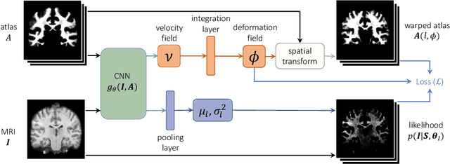 Figure 1 for Unsupervised deep learning for Bayesian brain MRI segmentation