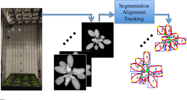Figure 1 for Joint Multi-Leaf Segmentation, Alignment and Tracking from Fluorescence Plant Videos