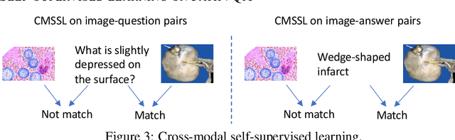 Figure 4 for Pathological Visual Question Answering