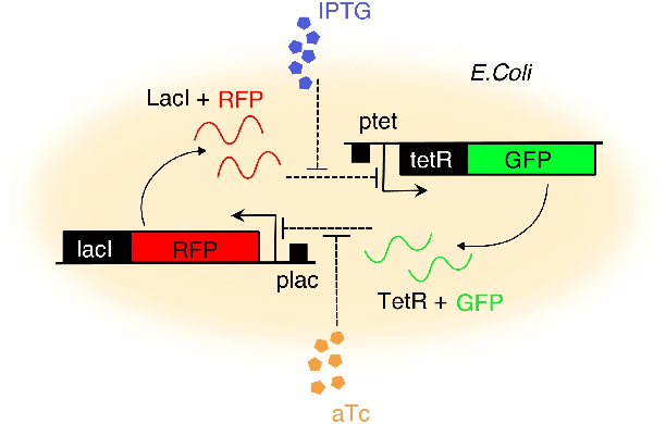 Figure 1 for External control of a genetic toggle switch via Reinforcement Learning
