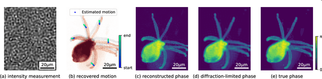 Figure 4 for Dynamic Structured Illumination Microscopy with a Neural Space-time Model