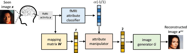 Figure 1 for Facial Image Reconstruction from Functional Magnetic Resonance Imaging via GAN Inversion with Improved Attribute Consistency