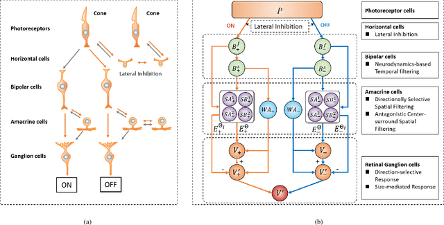 Figure 1 for A Bioinspired Retinal Neural Network for Accurately Extracting Small-Target Motion Information in Cluttered Backgrounds