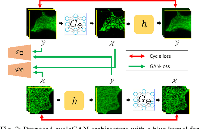 Figure 2 for CycleGAN with a Blur Kernel for Deconvolution Microscopy: Optimal Transport Geometry