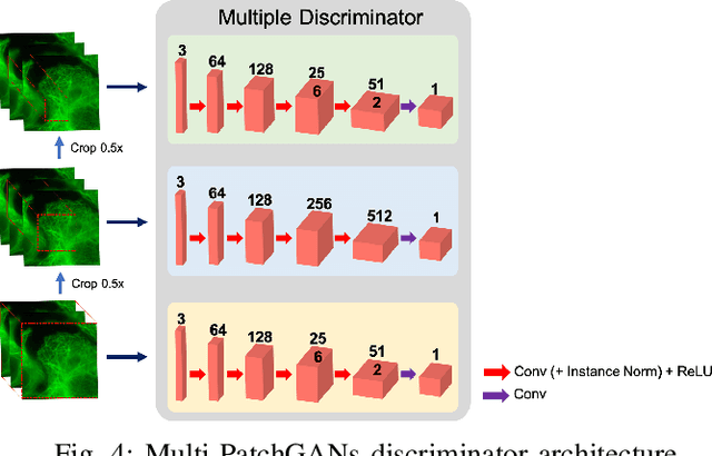 Figure 4 for CycleGAN with a Blur Kernel for Deconvolution Microscopy: Optimal Transport Geometry