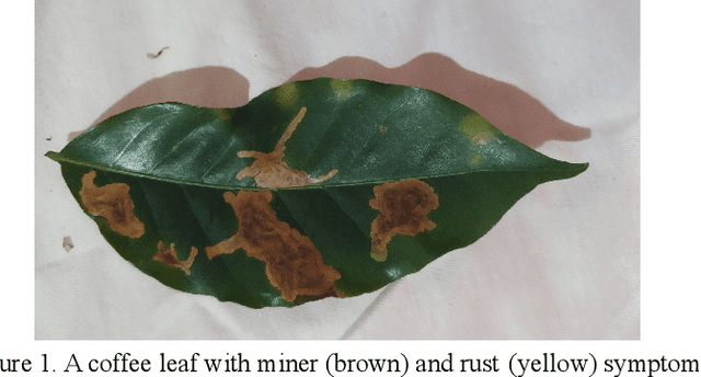 Figure 1 for Artificial intelligence for detection and quantification of rust and leaf miner in coffee crop