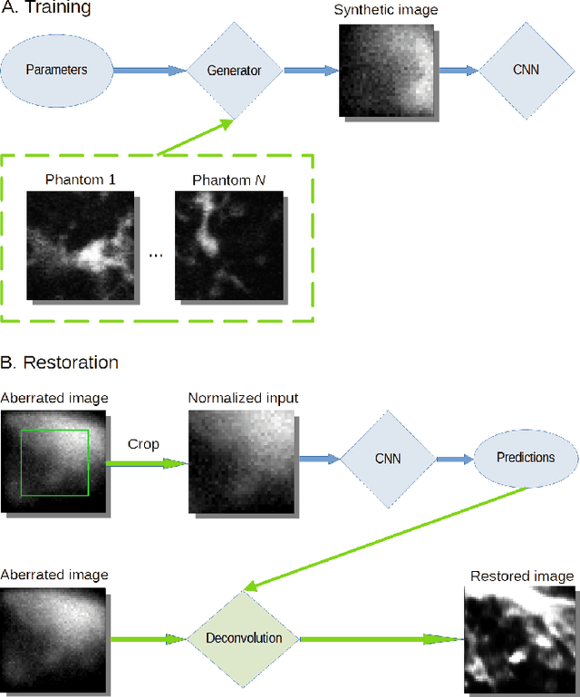 Figure 2 for Estimation of Optical Aberrations in 3D Microscopic Bioimages