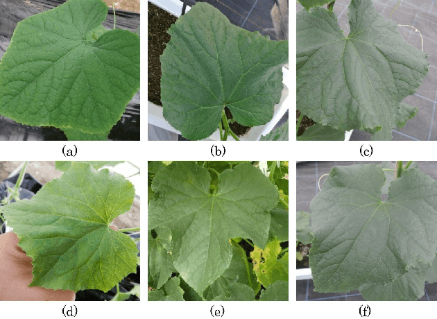 Figure 2 for AOP: An Anti-overfitting Pretreatment for Practical Image-based Plant Diagnosis