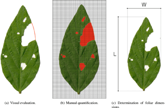 Figure 1 for BioLeaf: a professional mobile application to measure foliar damage caused by insect herbivory