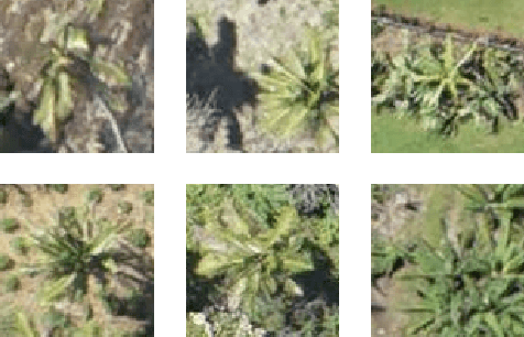 Figure 4 for Learning CNN filters from user-drawn image markers for coconut-tree image classification