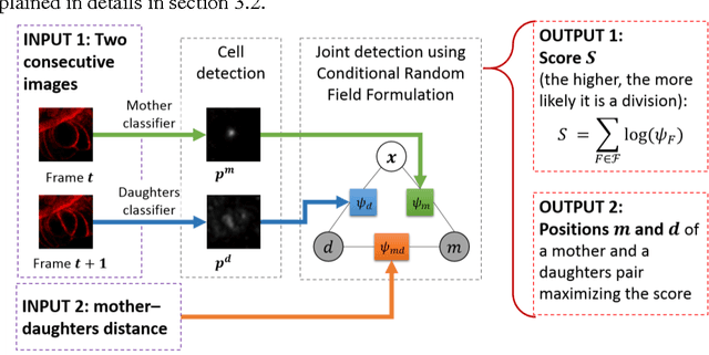 Figure 3 for Mitosis Detection in Intestinal Crypt Images with Hough Forest and Conditional Random Fields