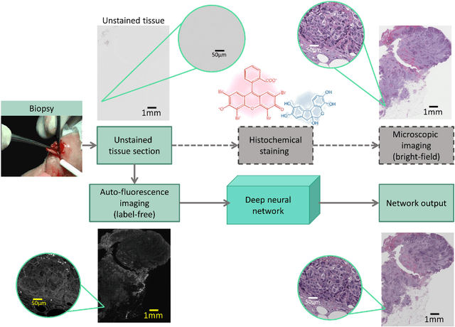 Figure 1 for Deep learning-based virtual histology staining using auto-fluorescence of label-free tissue
