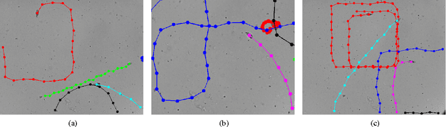 Figure 4 for Tracking Tetrahymena Pyriformis Cells using Decision Trees