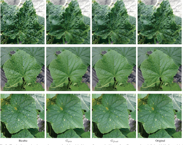 Figure 3 for Super-Resolution for Practical Automated Plant Disease Diagnosis System
