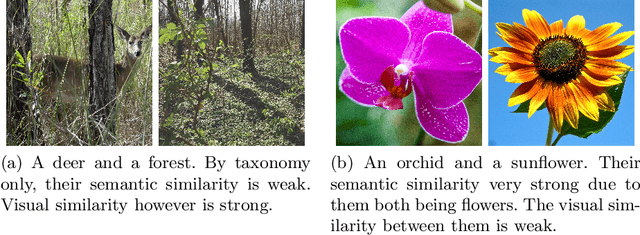 Figure 1 for Not just a matter of semantics: the relationship between visual similarity and semantic similarity