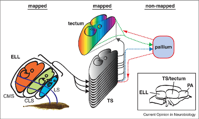 Figure 1 for WEBCA: Weakly-Electric-Fish Bioinspired Cognitive Architecture