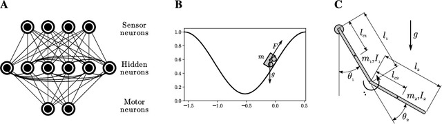 Figure 3 for Adaptation to criticality through organizational invariance in embodied agents