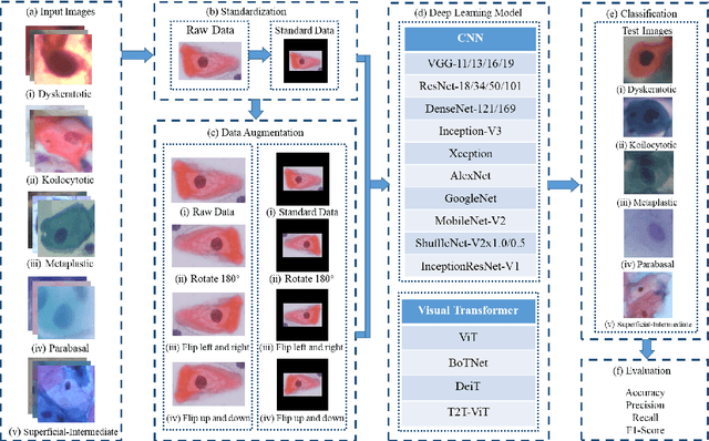 Figure 1 for Is Image Size Important? A Robustness Comparison of Deep Learning Methods for Multi-scale Cell Image Classification Tasks: from Convolutional Neural Networks to Visual Transformers