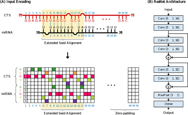 Figure 3 for TargetNet: Functional microRNA Target Prediction with Deep Neural Networks